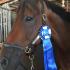 Ole South Dressage